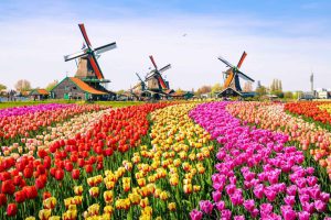 Canh Dong Hoa Tulip 1203x800