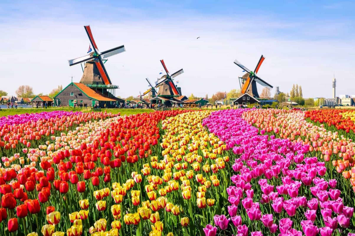 Ý nghĩa của hoa tulip