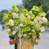 Mùa Xanh Thịnh Vượng