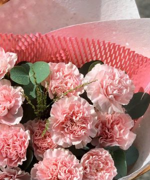 Hoa Cẩm Chướng